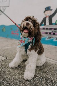 A dog in front of a famous Alec Monopoly mural in Miami, one of the country's most dog friendly cities