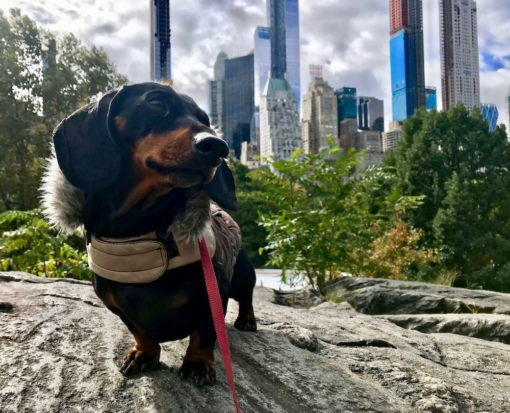 A dachsund wearing a coat in NYC, one of the most dog friendly cities in the US