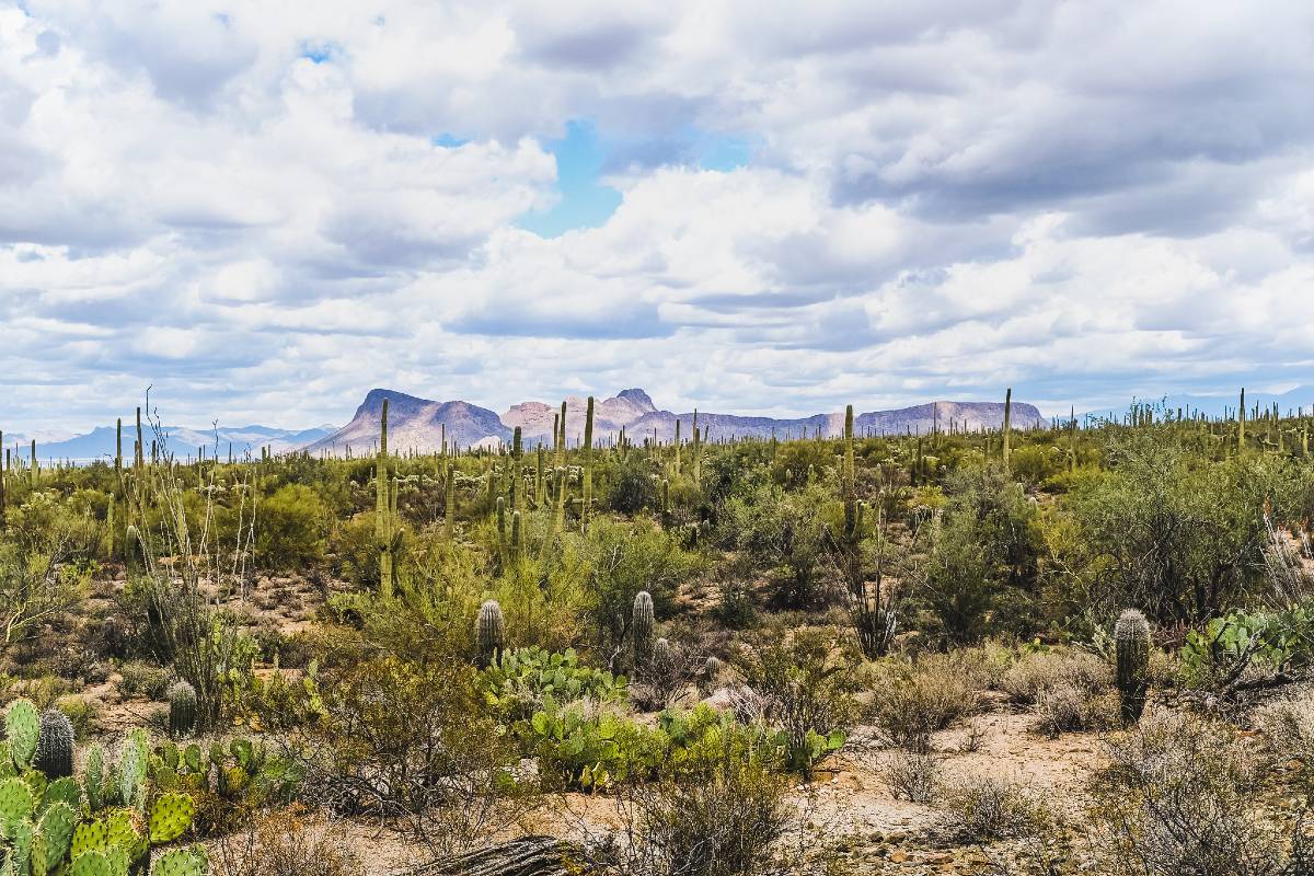 Lots of cactus in the desert with mountains in the background on a cloudy day in Saguaro National Park, one of the country's most underrated national parks